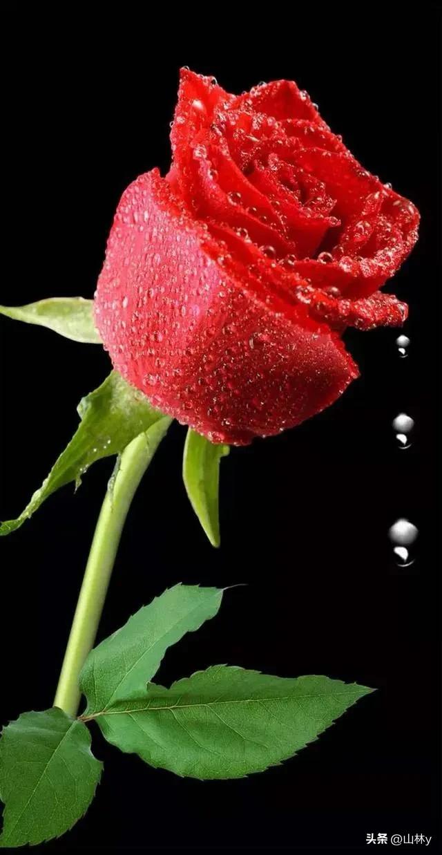 分享玫瑰花的图片,最美的玫瑰花送给最漂亮的你图片