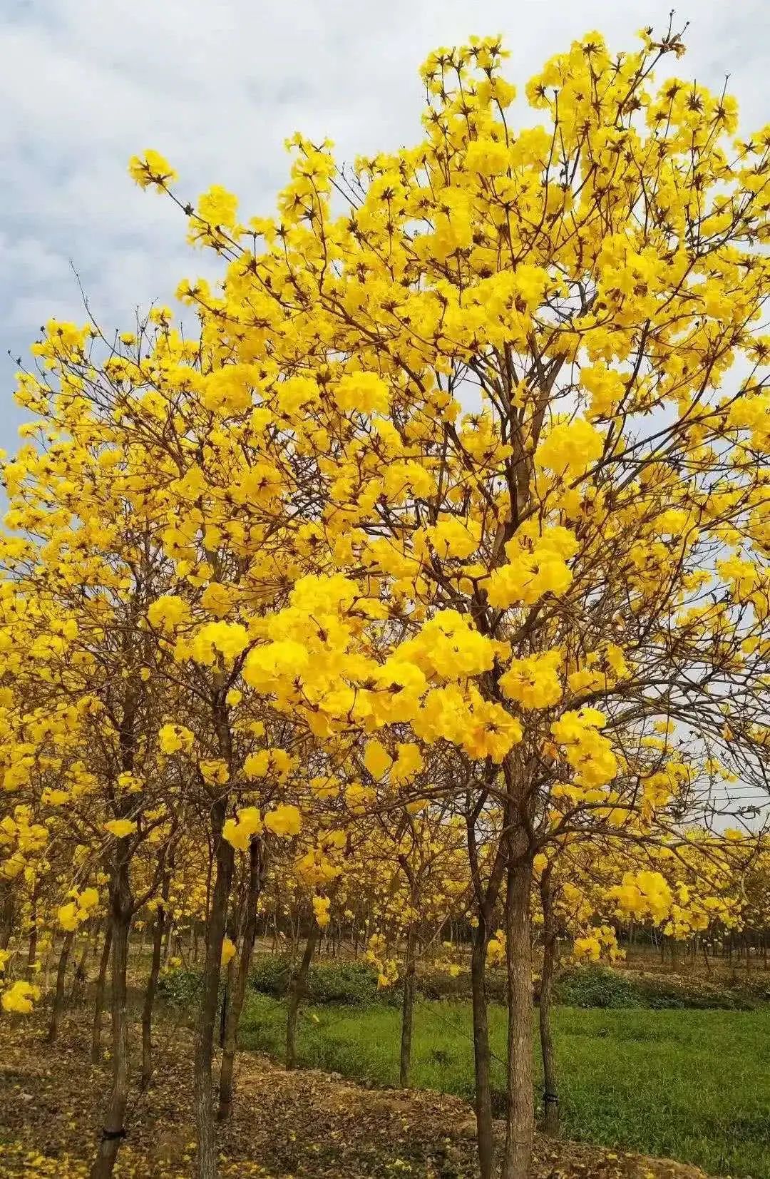 开花植物大全100种,实用分享30款小型开花树种介绍