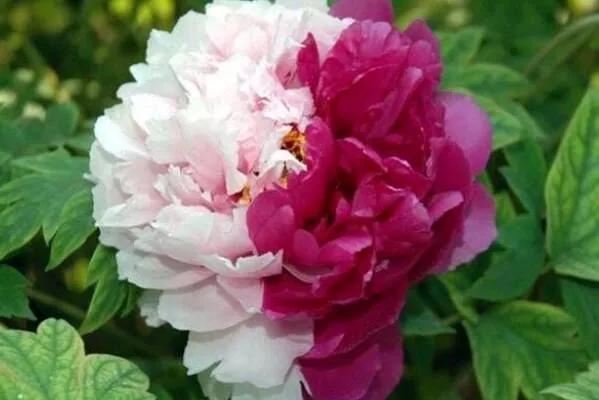 中国的国花是牡丹花吗,牡丹花世界名花