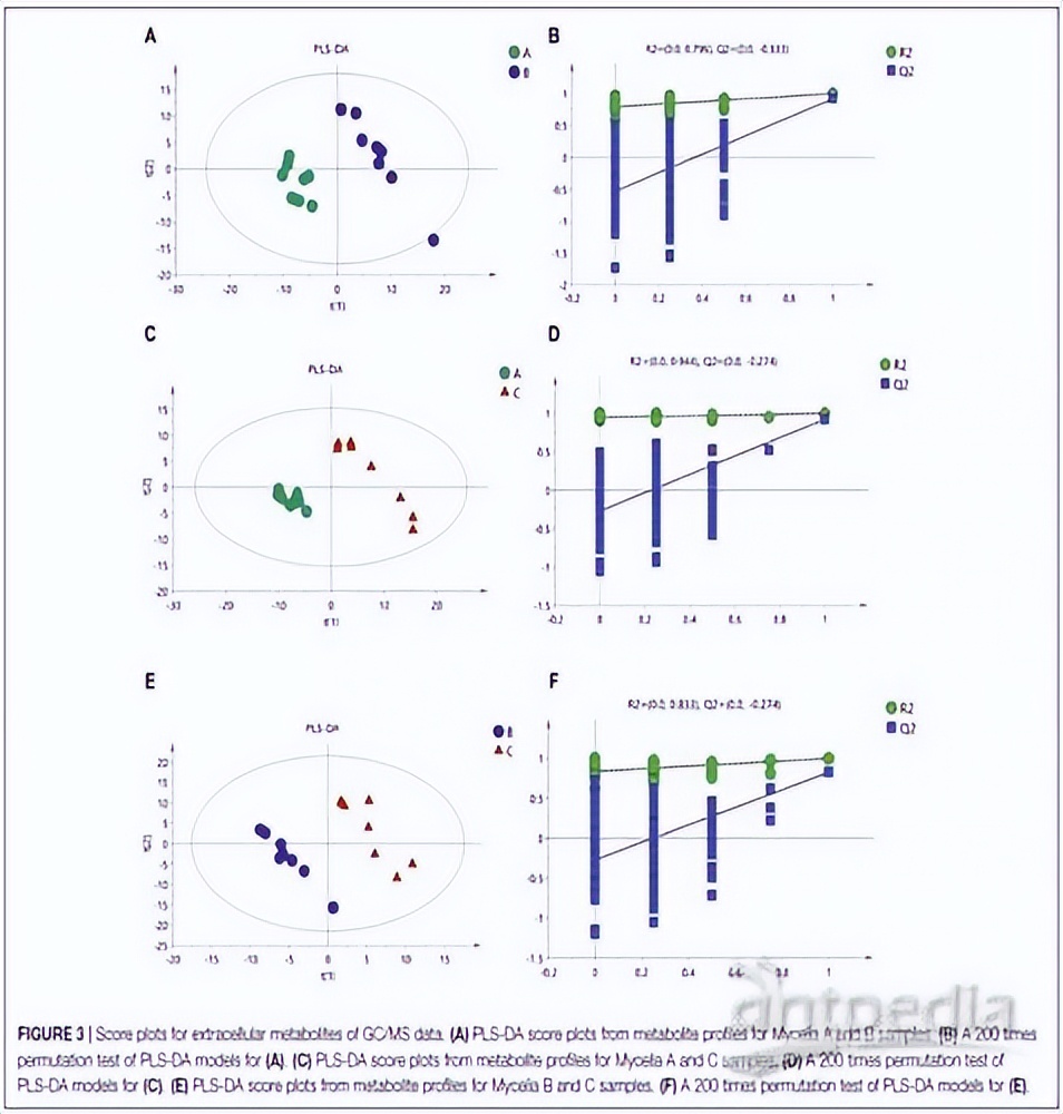 宠物狗容易出现的几种病况,宠物狗最容易得什么疾病