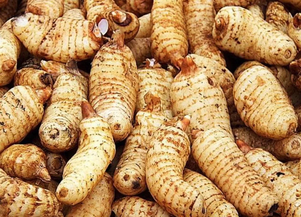 科普天麻知识大全完整版,冬季天麻怎么吃