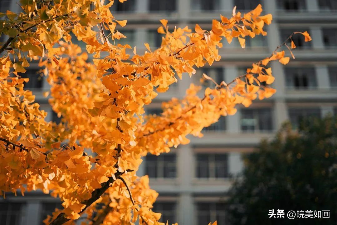 安徽大学好看的风景,高校最美秋景