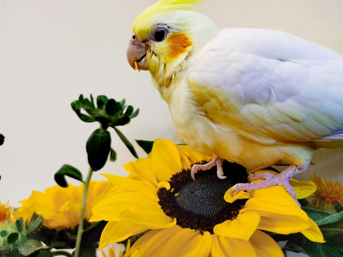 鹦鹉的指甲太长怎么办,鹦鹉到家指甲太长怎么办