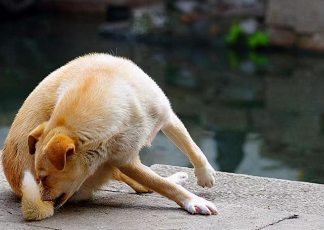 狗狗就是因为压力过大而出现问题,狗狗晚上像狼一样嚎叫是怎么回事