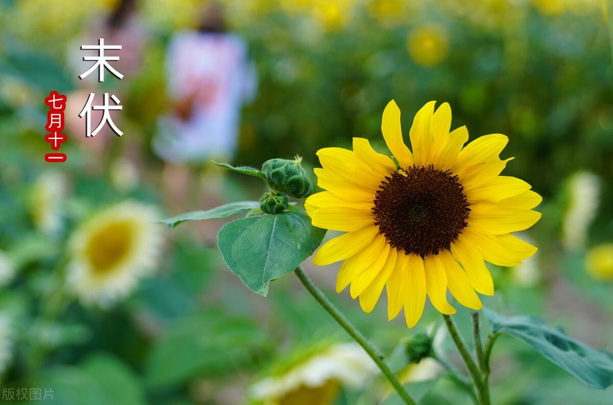 2021年入伏是热死牛还是冷,什么时候入伏热死牛