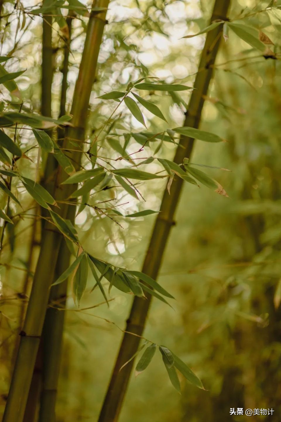 五月暮春的诗句,五月暮春四月仲春