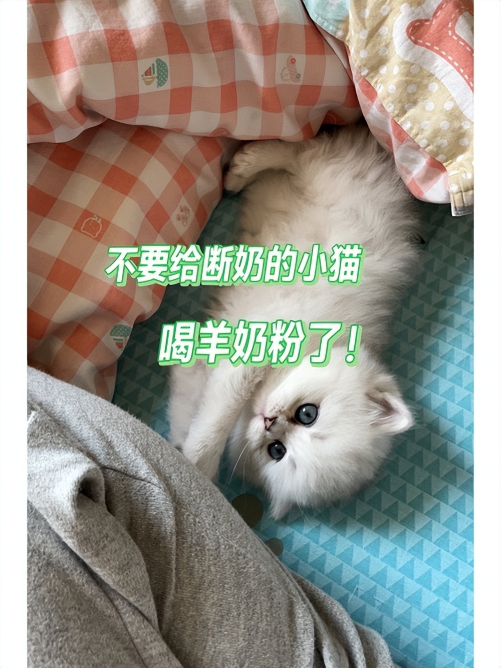 小猫不喝药怎么喂,未满月的小猫怎么喂羊奶粉