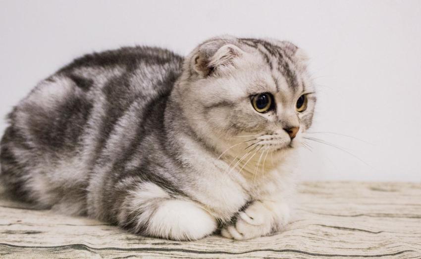 这几种猫真的不值得买越养越心累,这5种猫堪称白眼狼养了也白养