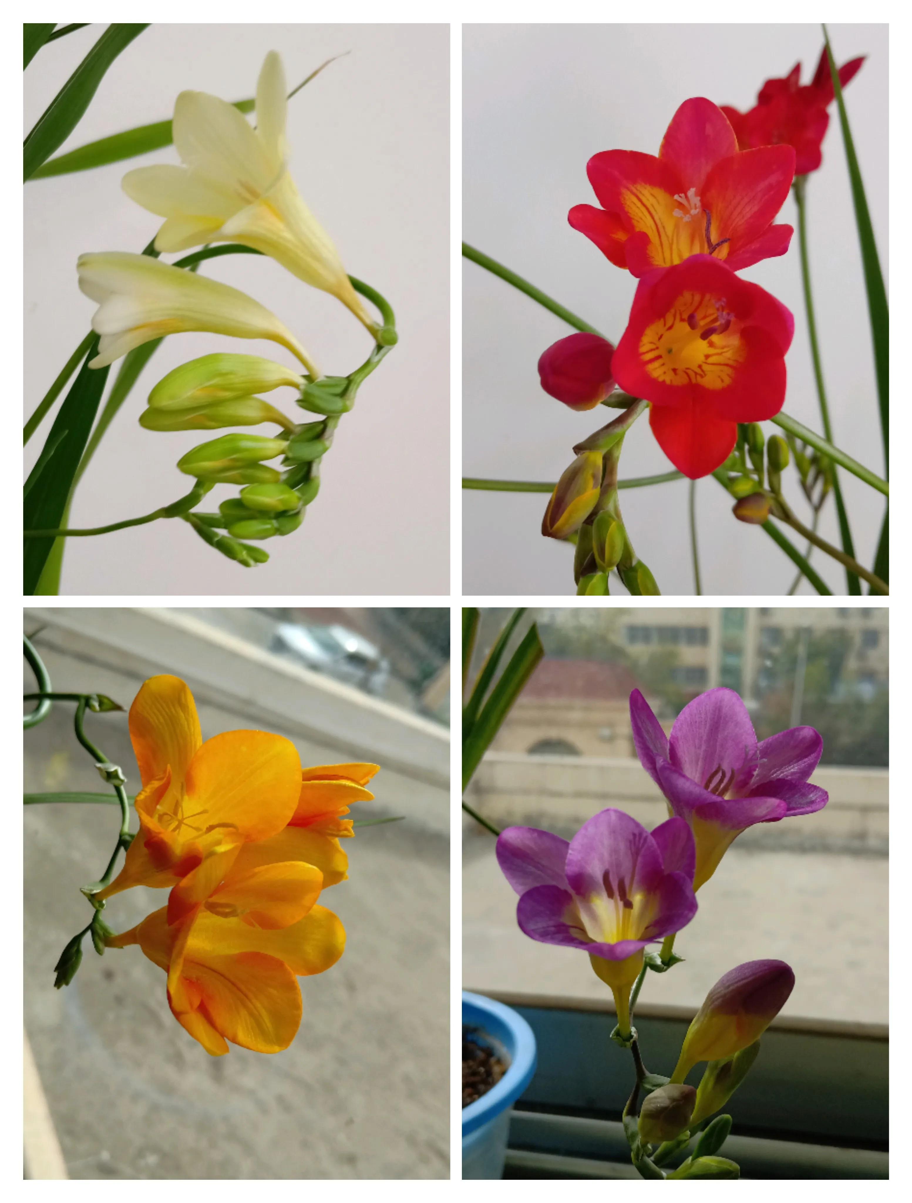 我的花花草草们之香雪兰