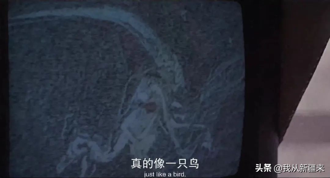 新疆哈密翼龙,天山哈密翼龙