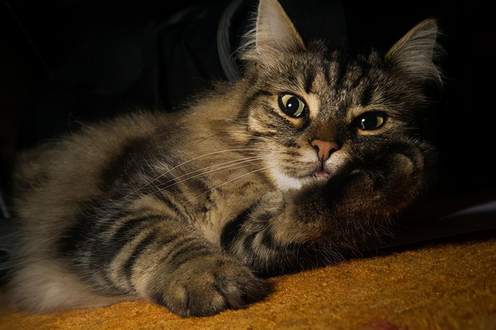 猫咪的耳朵怎样才是健康的,猫咪耳朵动作科普