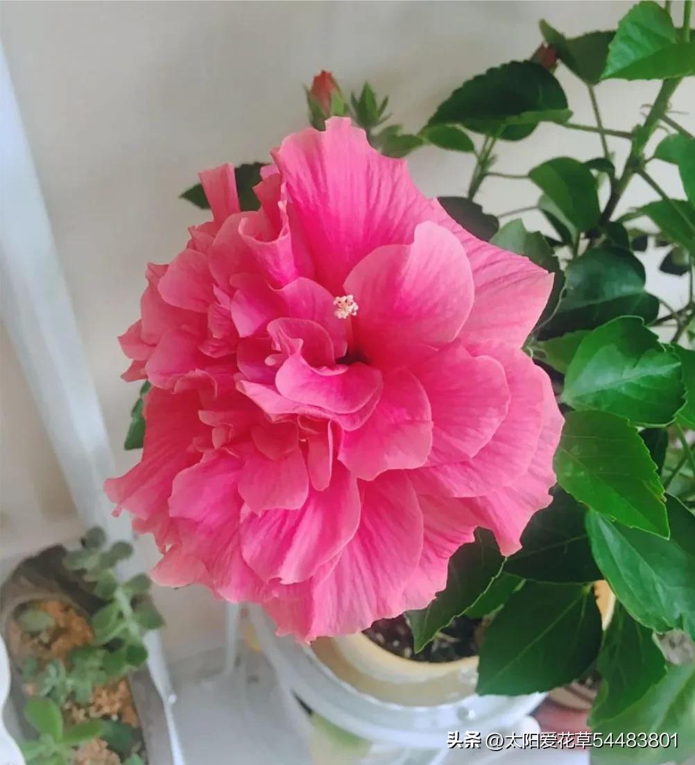 最好养的十种花种秋冬季,常年开花又好养的花盆栽推荐