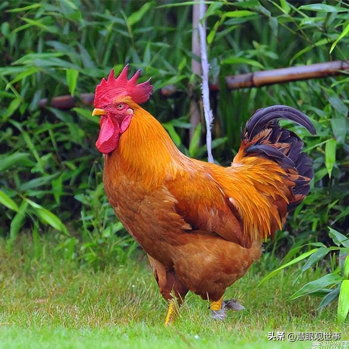 山西孝义土话大全集,孝义方言文字