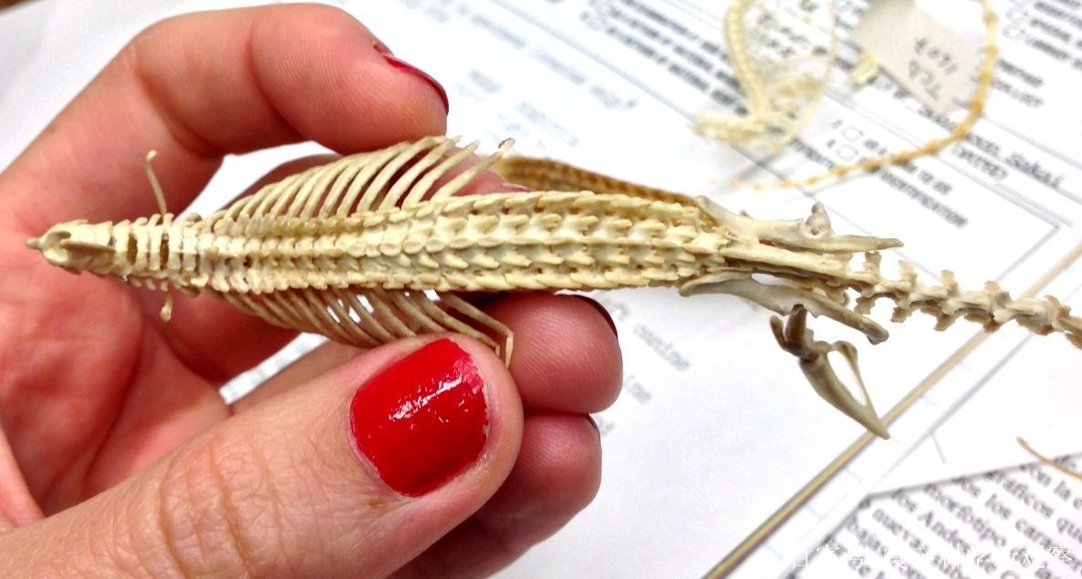 内蒙古出现“尖嘴鼠”，每分钟心脏能跳1200下，哺乳界的用毒高手