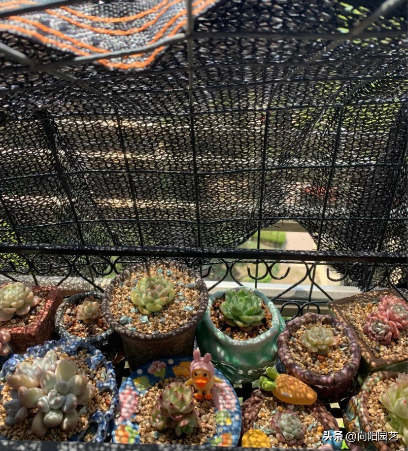 不适合淋雨露养的多肉,露养多肉杀菌雨前还是雨后