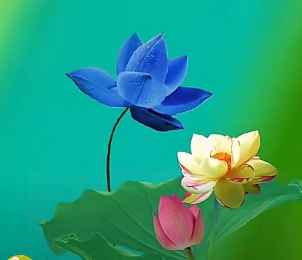 鲜花唯美摄影图片,雨后盛开的花朵摄影图片