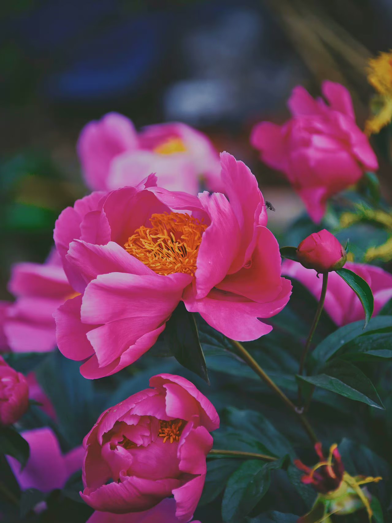 人生苦短其实不完美是生活的常态,人生无常一切都是最好的安排