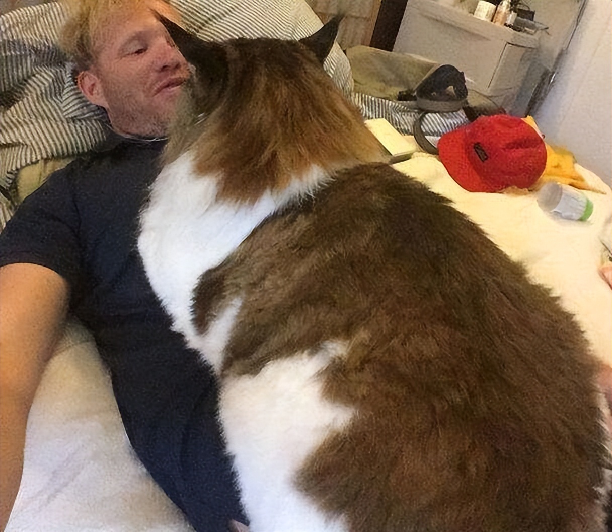 猫咪睡觉不同睡姿代表什么,猫咪头贴地背弓着睡姿代表什么