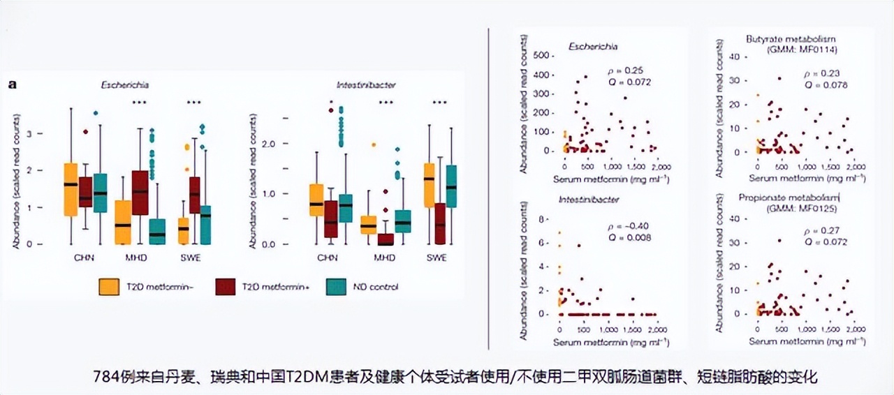 肠道菌群对糖尿病的影响,肠道有益菌对糖尿病的影响