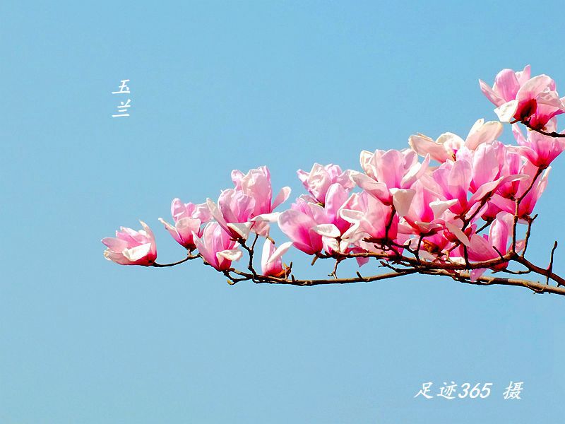 又见玉兰、杏花不一样的拍法