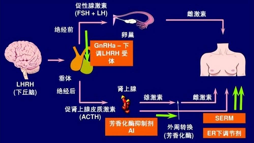 乳腺癌疫情期间去不了医院怎么办,疫情期间买不到激素药