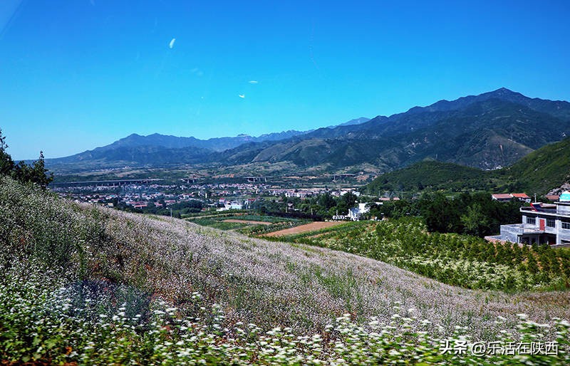 蓝田荞麦花海和高山草甸,西安荞麦花海旅游