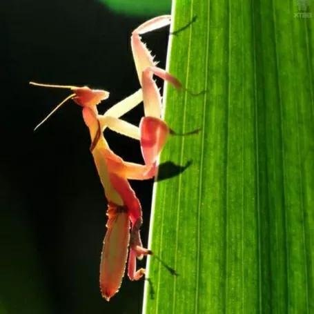 螳螂吃掉自己丈夫的头,螳螂为什么吃掉配偶螳螂吃蛇