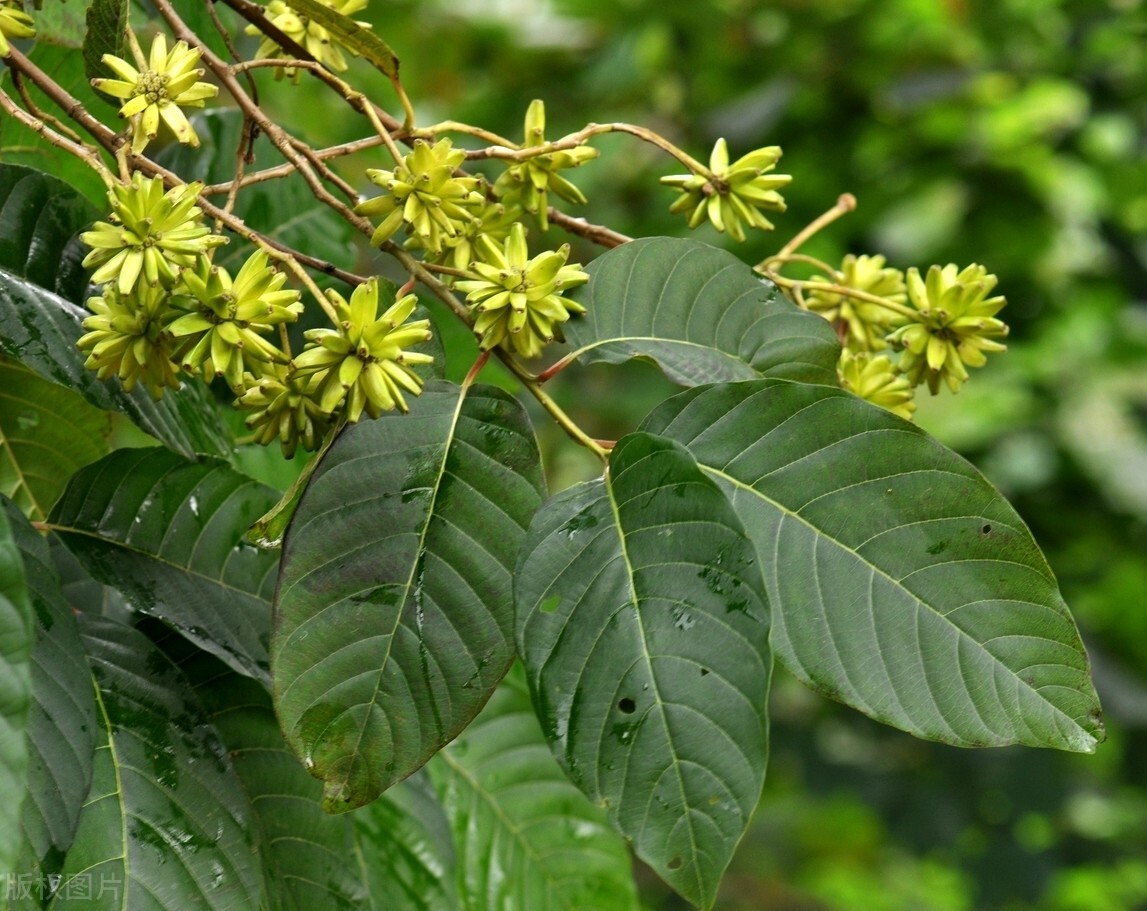 能结小苹果的绿化树,可以结小果子的盆栽树
