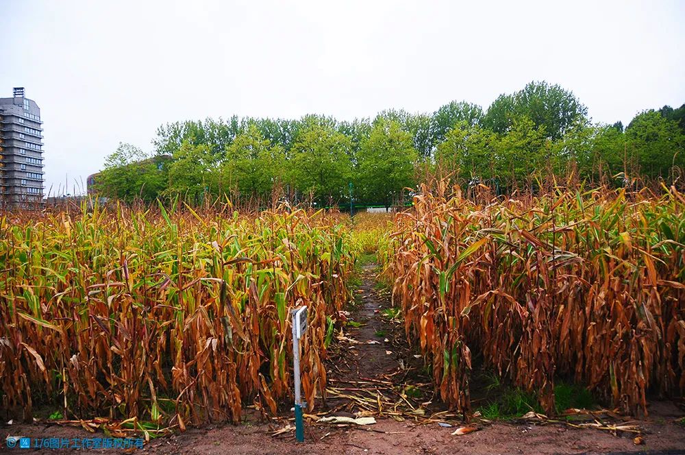 华高莱斯丨农业逆袭新思维——“粮袋子”如何变成“钱袋子”？