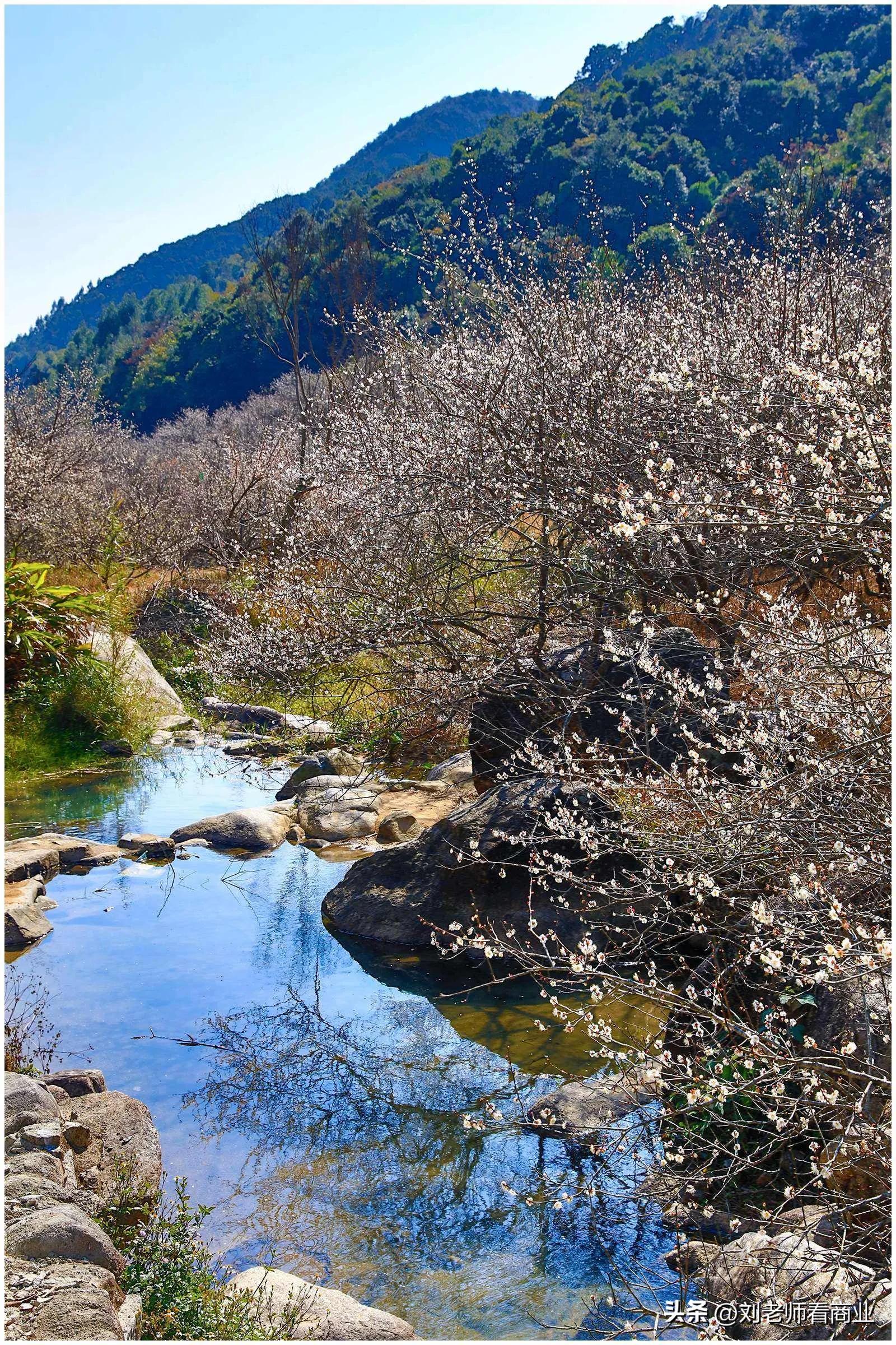 普宁老仙洞梅花盛开,普宁赏梅花最佳地点