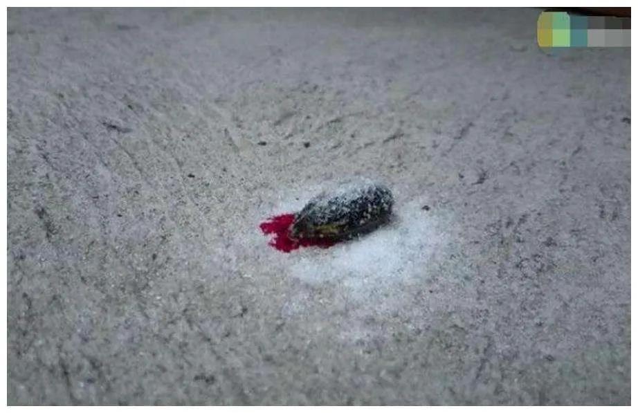 如果水蛭接触到沙子会怎么样,如果水蛭钻人血管会怎样