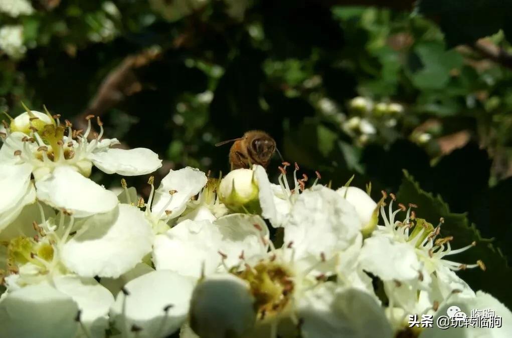 王兴汉从事蜂业小传