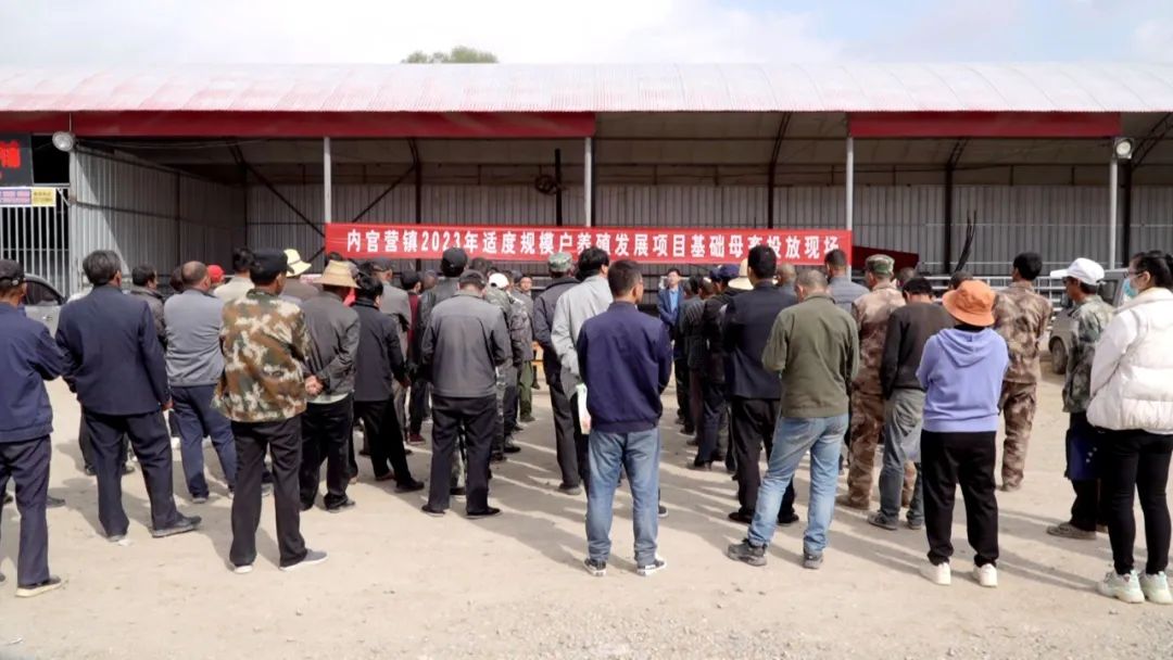 养羊农户致富,特色羊养殖走上致富路