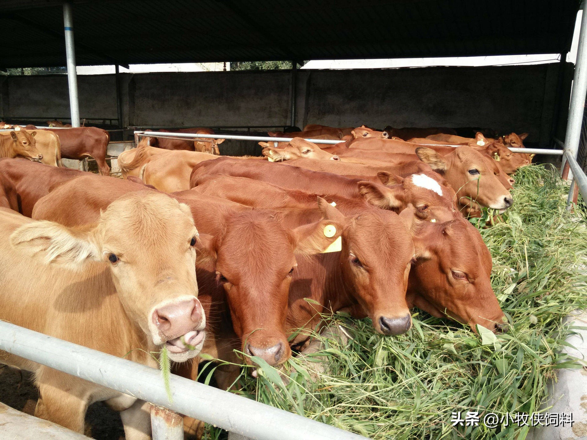 牛不反刍用什么药来最快？治疗牛不反刍的最好方法，本文告诉你！