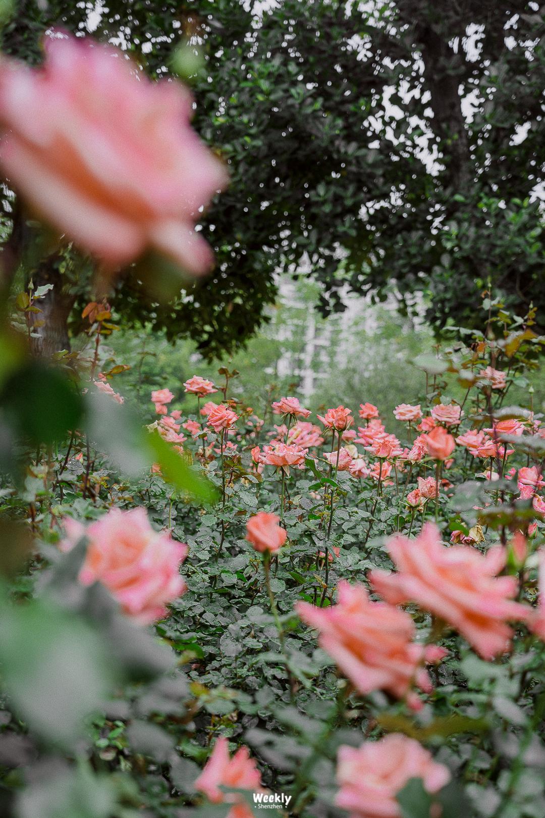 好好走过红荔路，才知道住福田有多让人羡慕