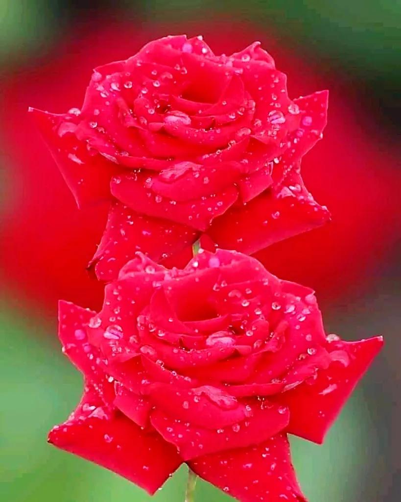 玫瑰是爱情的使者,玫瑰是每个女人的最爱