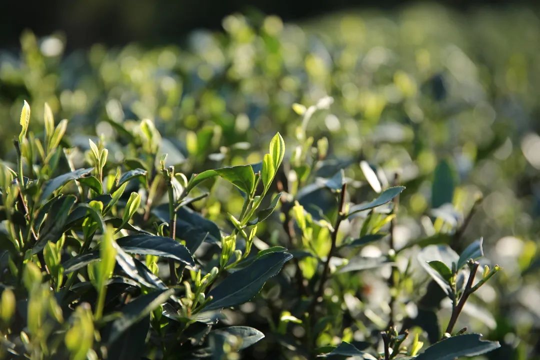 春茶关键词是什么,拓宽春茶销售渠道