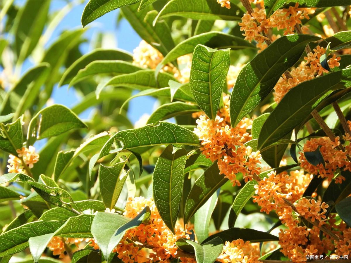 桂花酒酿奶茶加什么好喝,奶茶桂花酒酿的做法