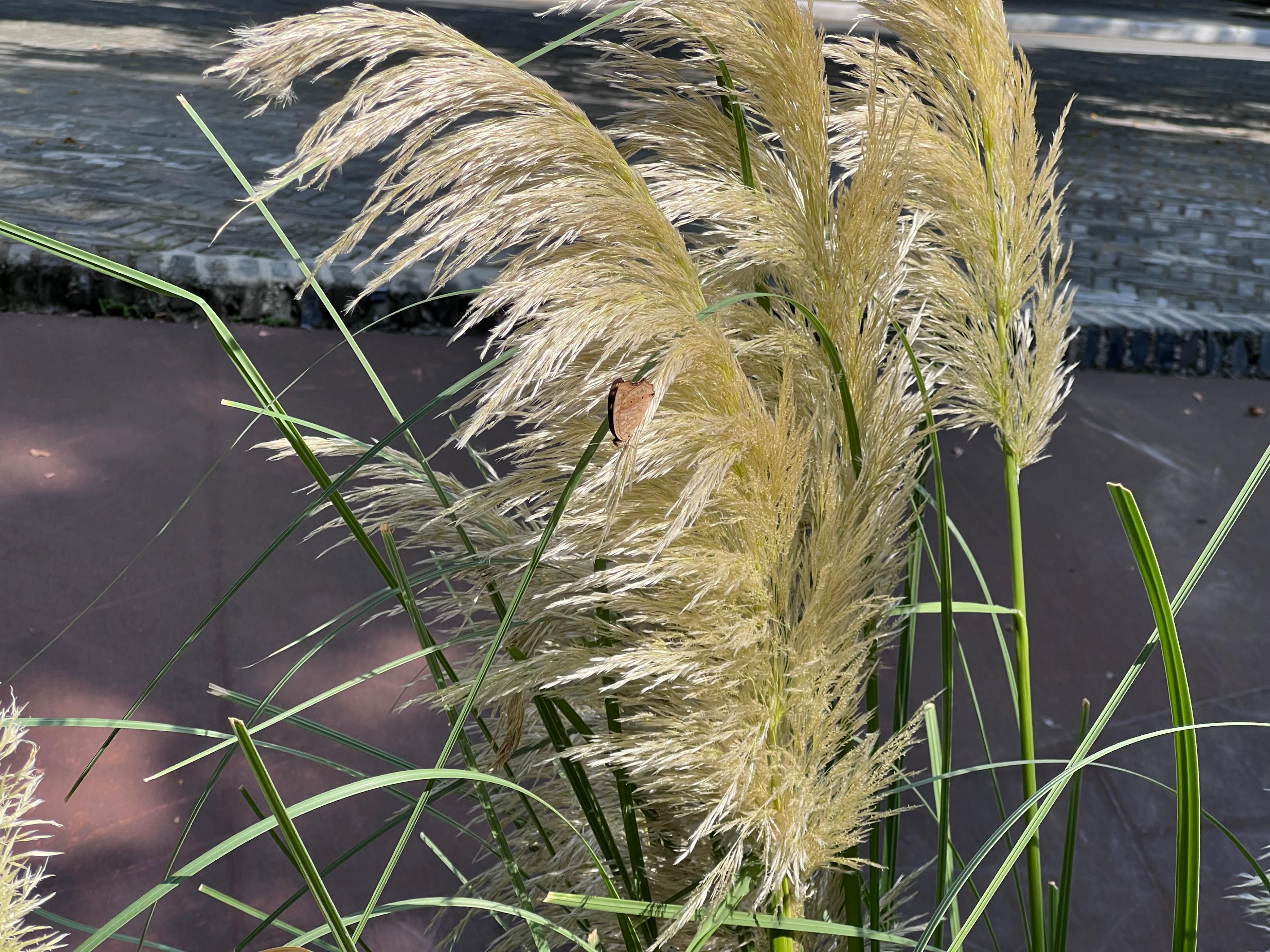 iphone14pro好用吗真实感受,iphone14pro真实体验感受