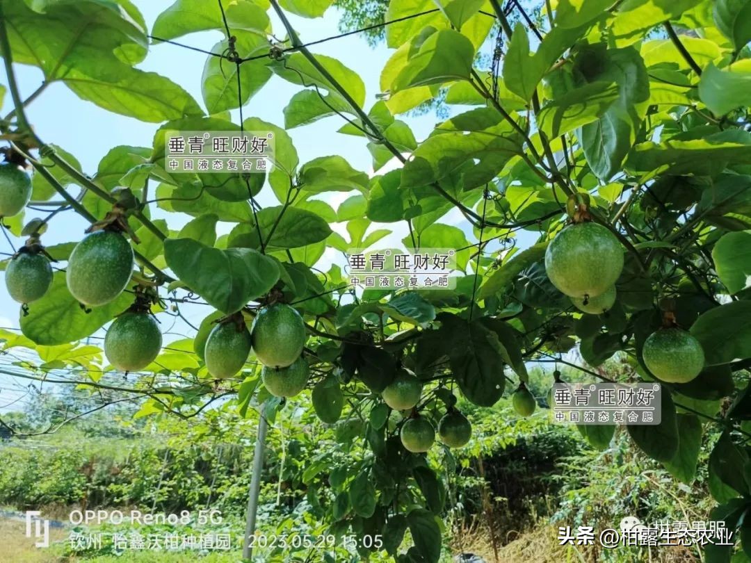 钦蜜九号百香果最新价格,正宗钦蜜9号百香果是哪里产的