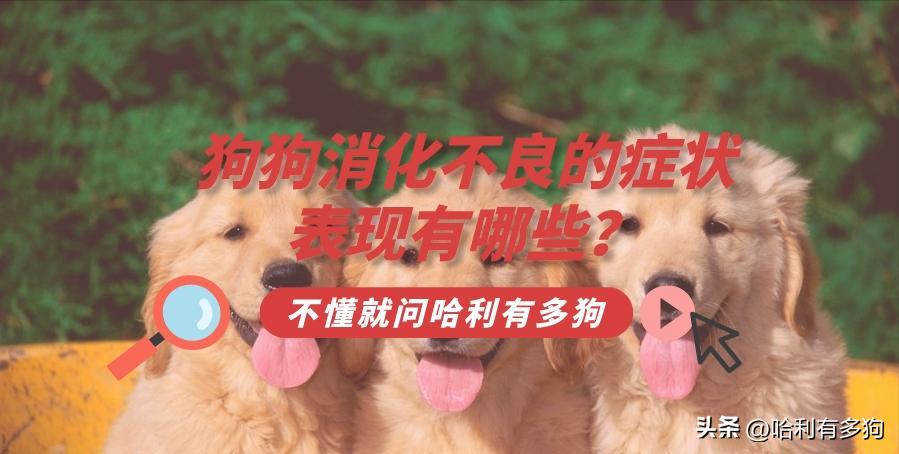 狗狗消化不良拉稀呕吐怎么办,狗狗消化不良呕吐白沫怎么处理