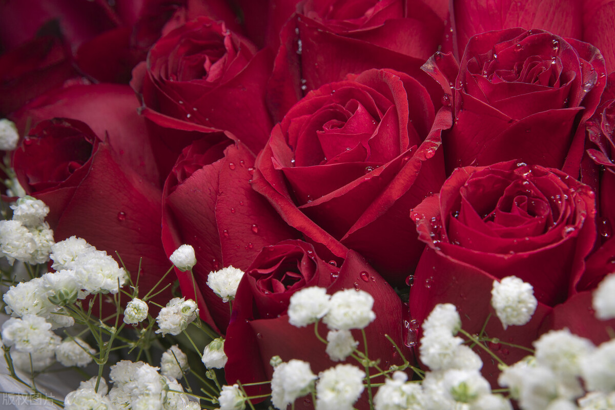 情人节送花用什么样的花,情人节送花指南一束花的仪式感