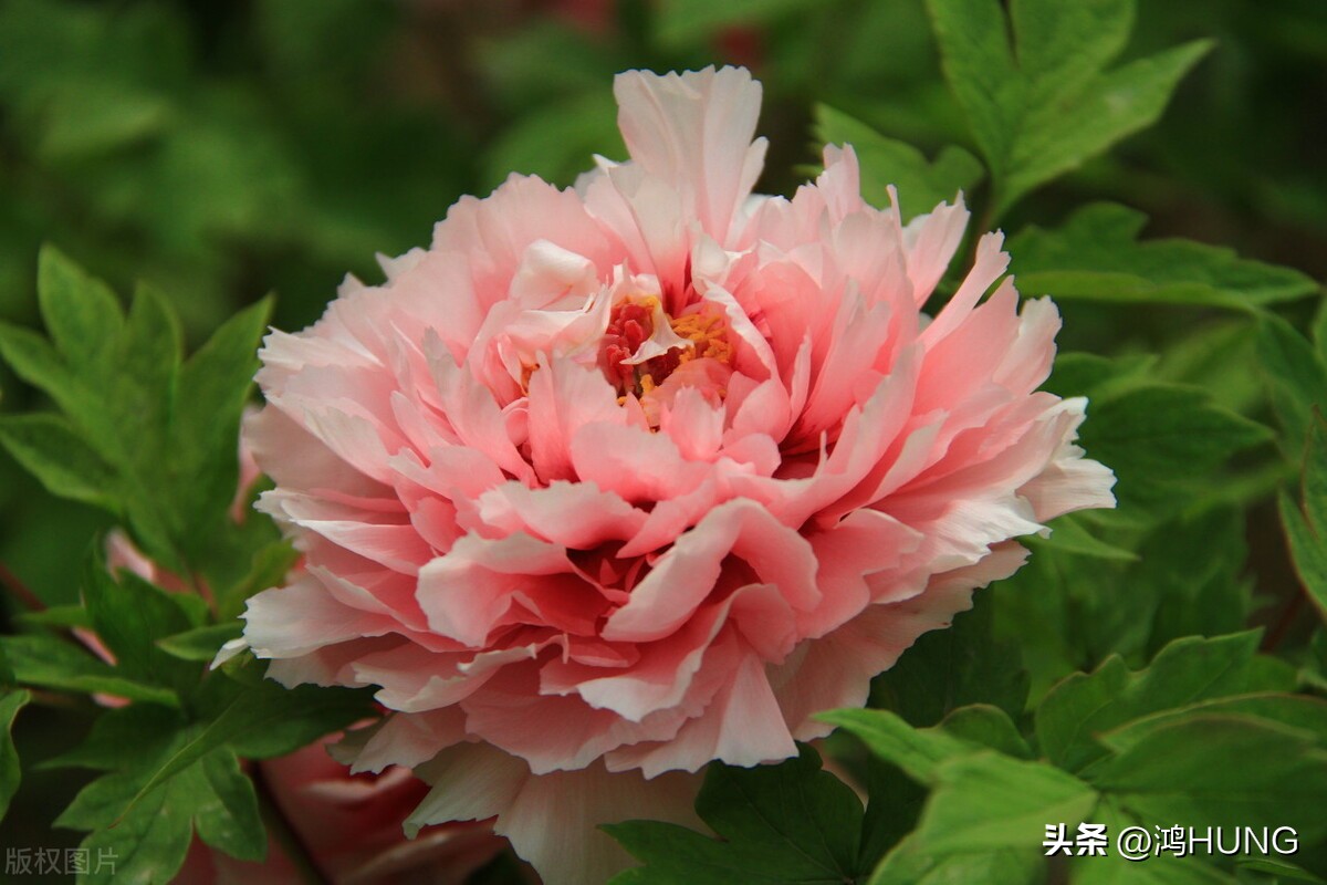 写牡丹花的诗句古诗大全,描写牡丹的诗句古诗