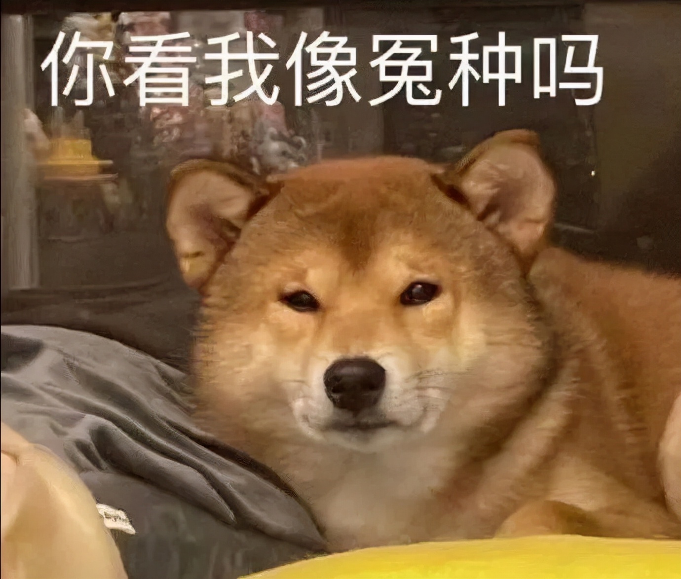 花1.4万吃了顿午饭后，全国人民都知道我了哈哈哈哈