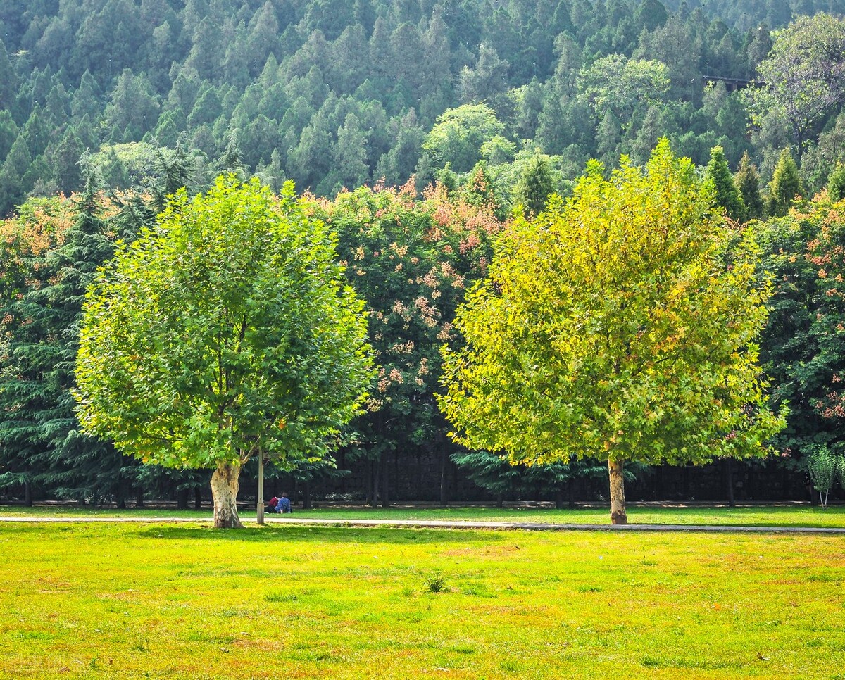郭进拴神奇的土地,郭进拴作品大全