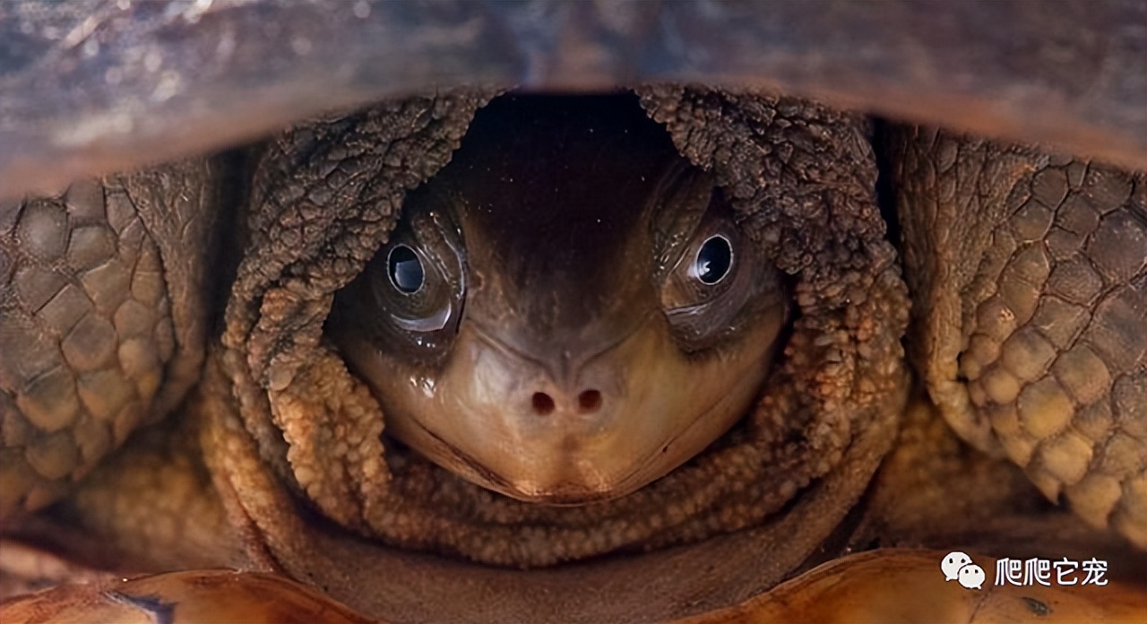 北石属于黄喉拟水龟吗,黄喉拟水龟北石小青