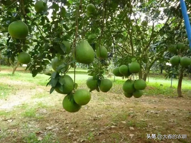 一斤100元的水果,一斤100元