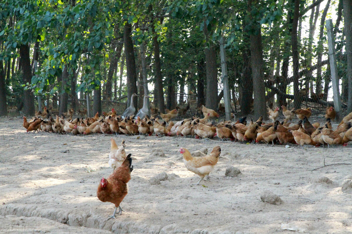 家禽疾病,禽李氏杆菌病