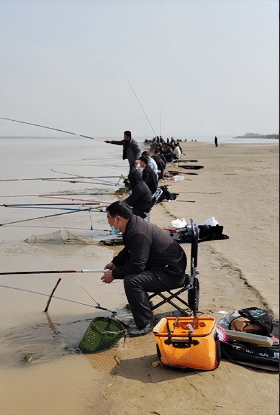 黄河鲤鱼泛滥成灾,黄河大鲤鱼泛滥