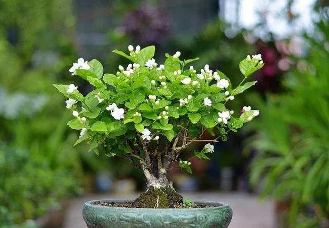 什么花夏天喝去火降湿,夏季小朋友喝什么清热去火